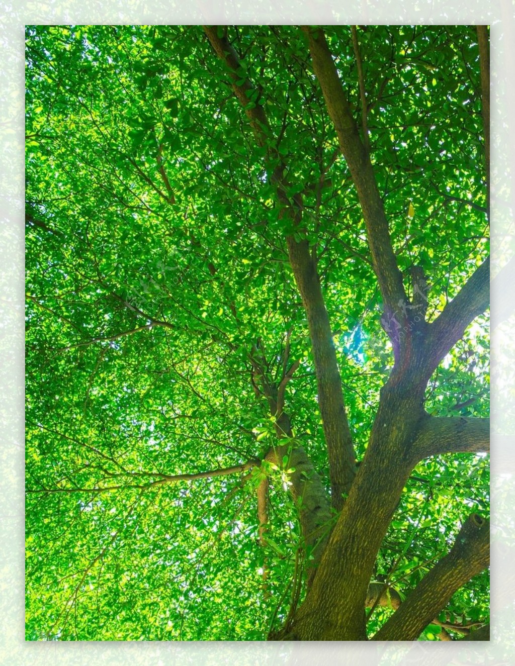 茂密的大树图片