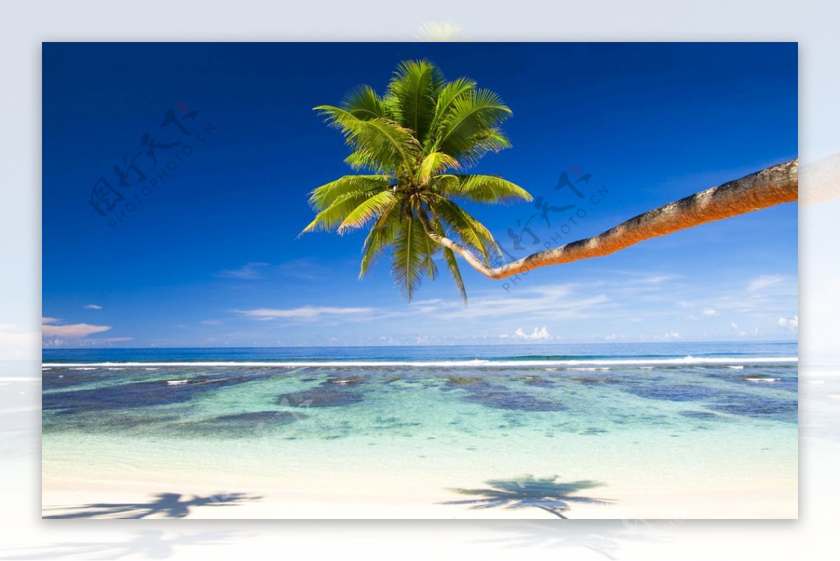 大海椰子树图片