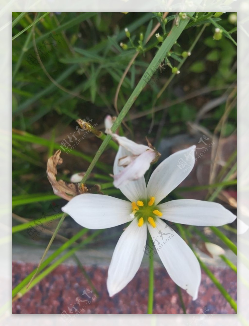 白色花朵葱莲兰花绿色图片