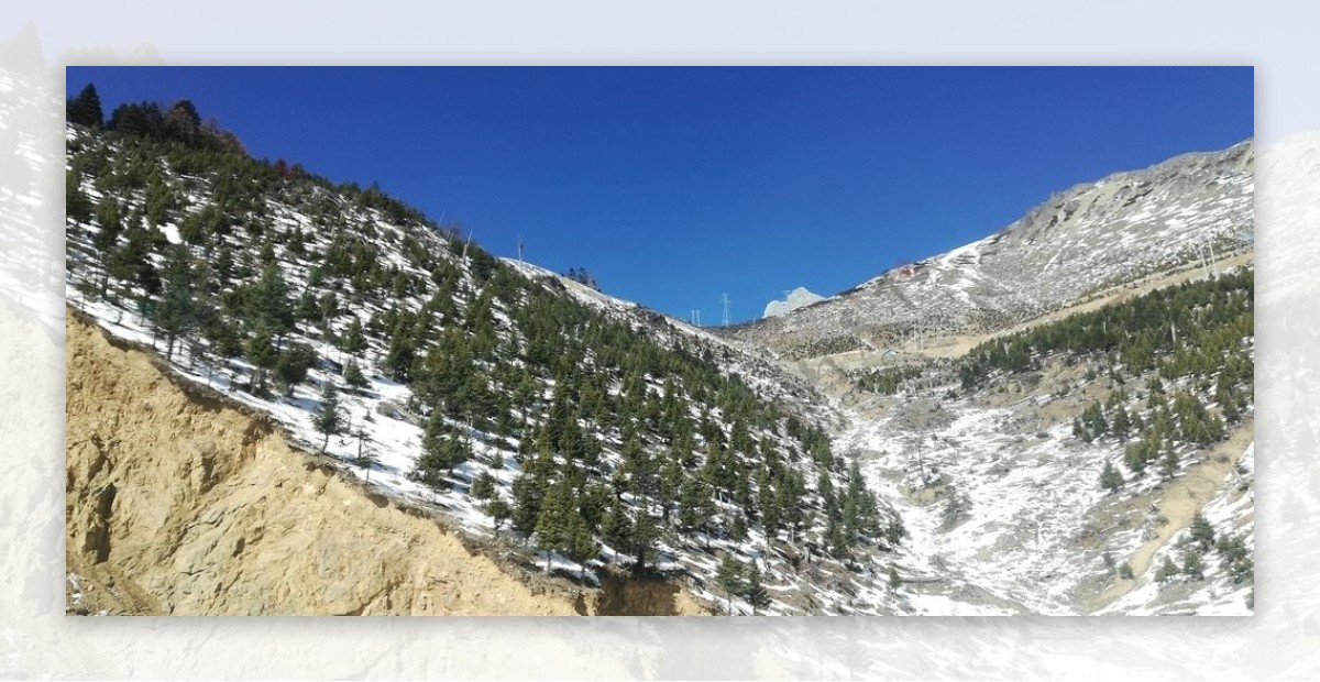 山坡雪松雪山风景图片