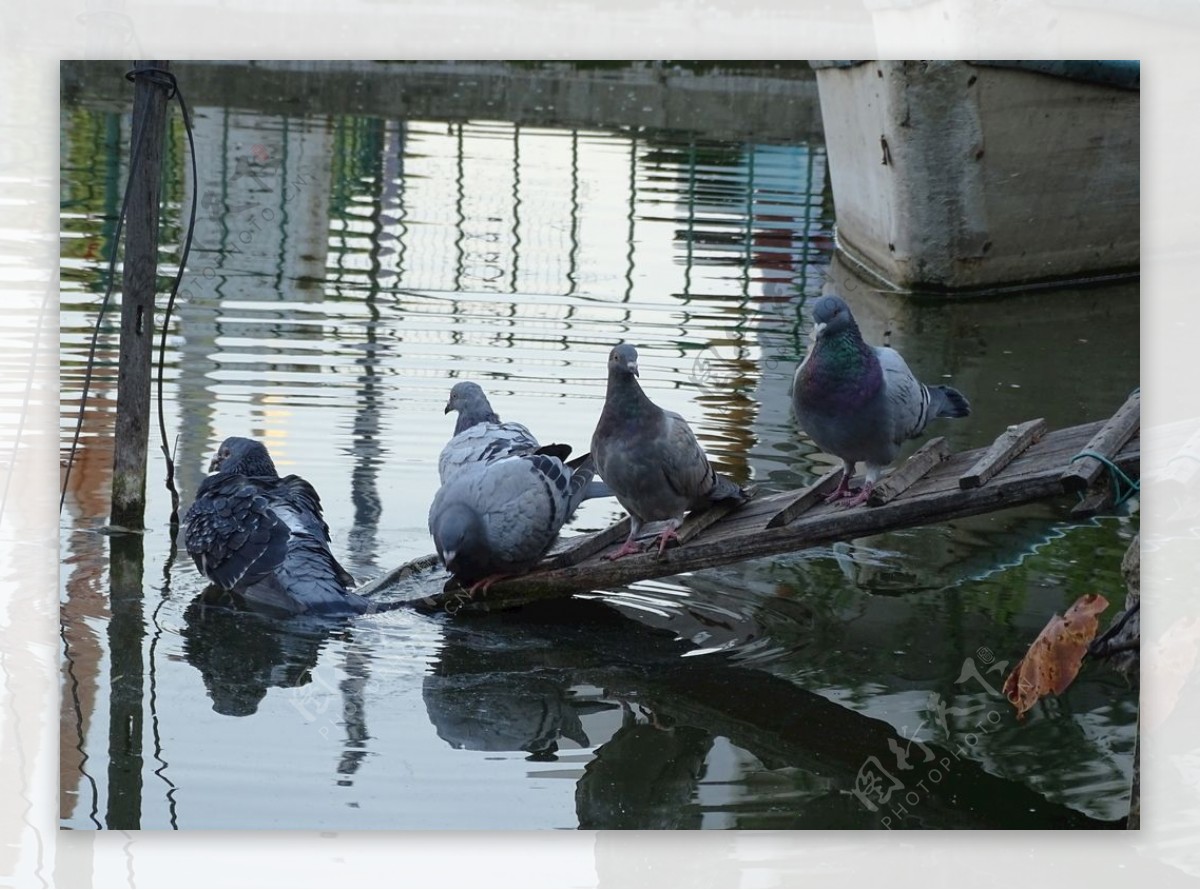 鸽子水中嬉戏图片