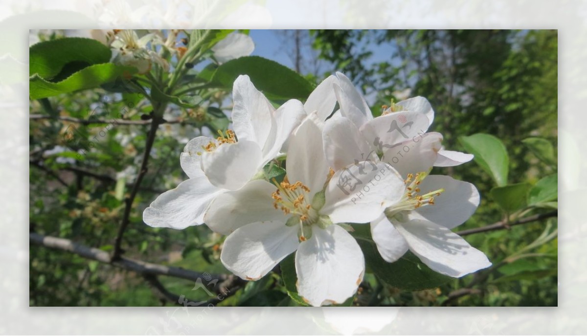 春天的苹果花图片