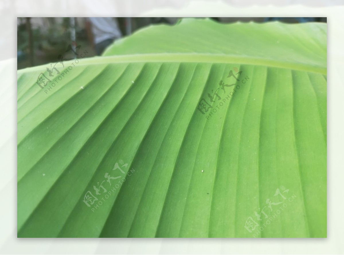 芭蕉叶子绿色植物图片