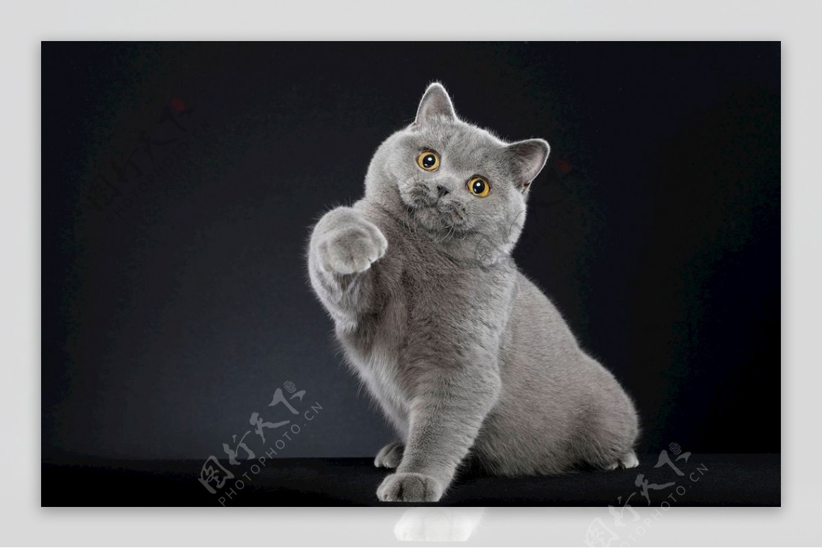 蓝猫可爱动物素材壁纸4k图片