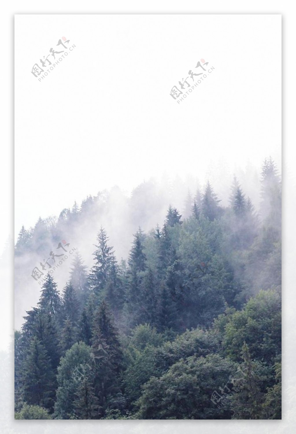 森林公园高端背景图片