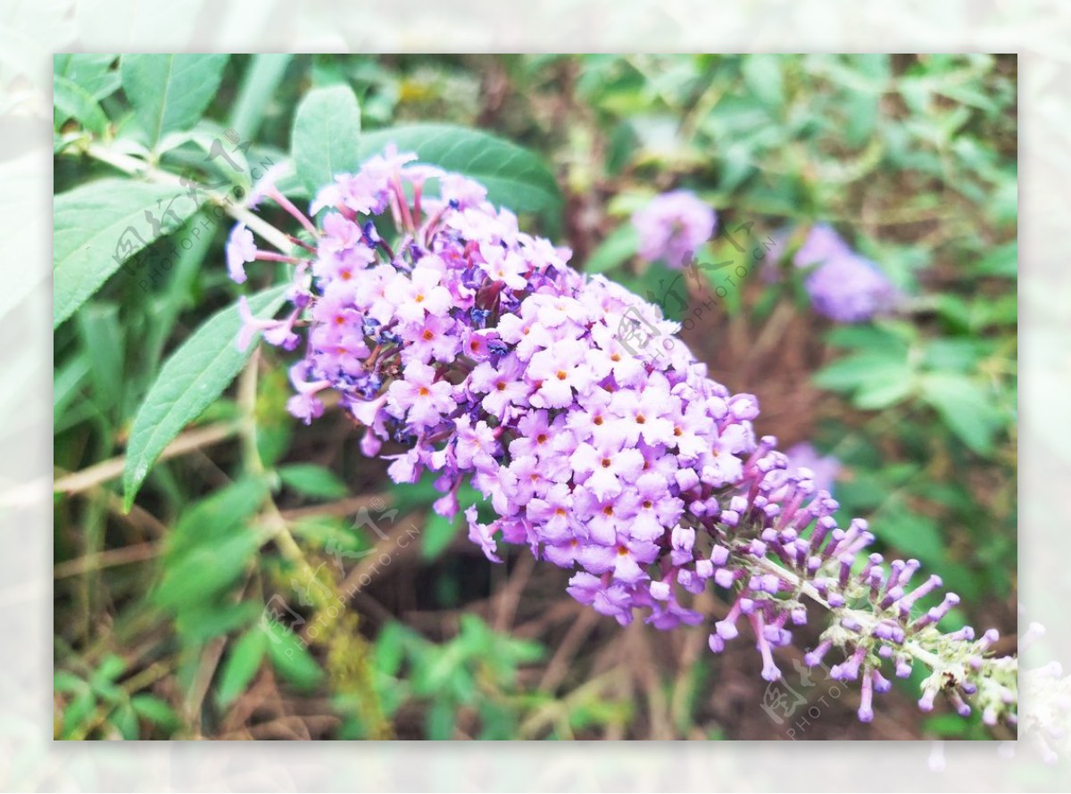 小花花朵花卉图片