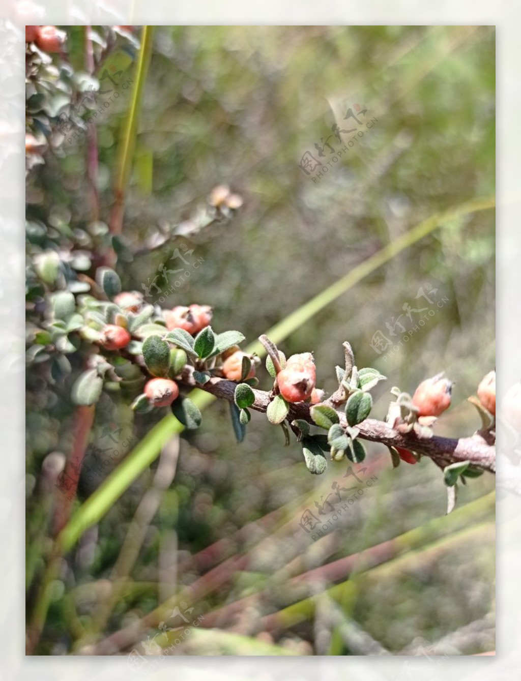 好看的秋天果实图,寻找秋天的果实图片,丰收的果实图片大全_大山谷图库