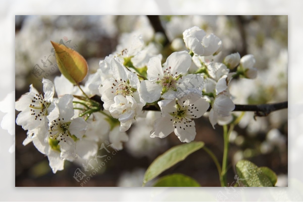 梨树花图片