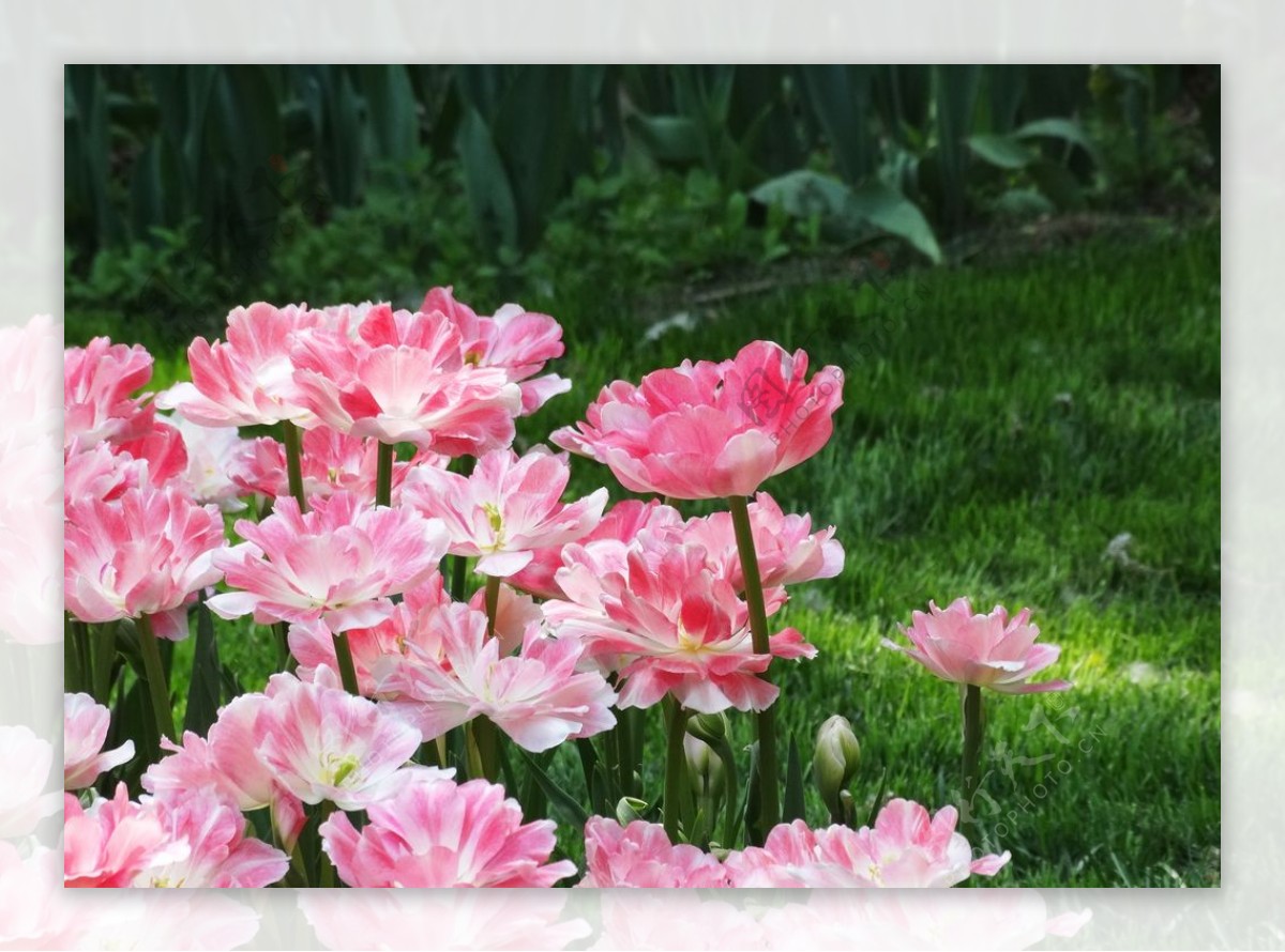 北京植物园里的鲜花郁金香图片