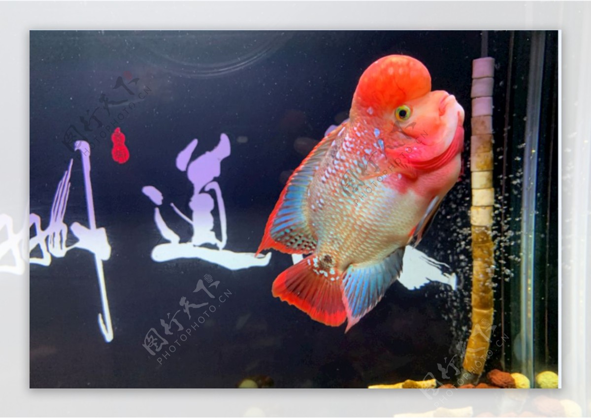 襄樊观赏鱼市场鸿运罗汉品质怎么样 - 财神鹦鹉鱼 - 广州观赏鱼批发市场