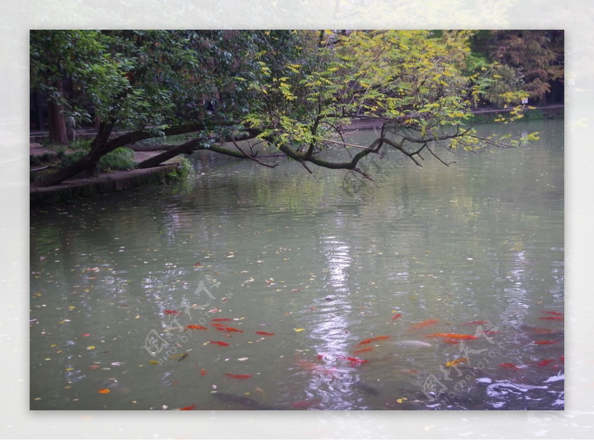 罨画池的秋天图片