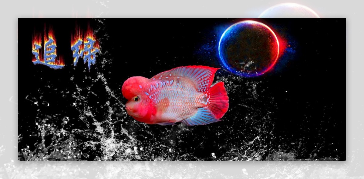 罗汉鱼鱼缸背景壁纸图片