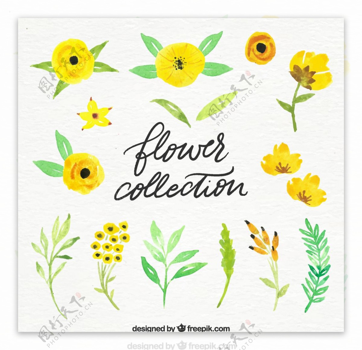 黄色花卉和树叶图片