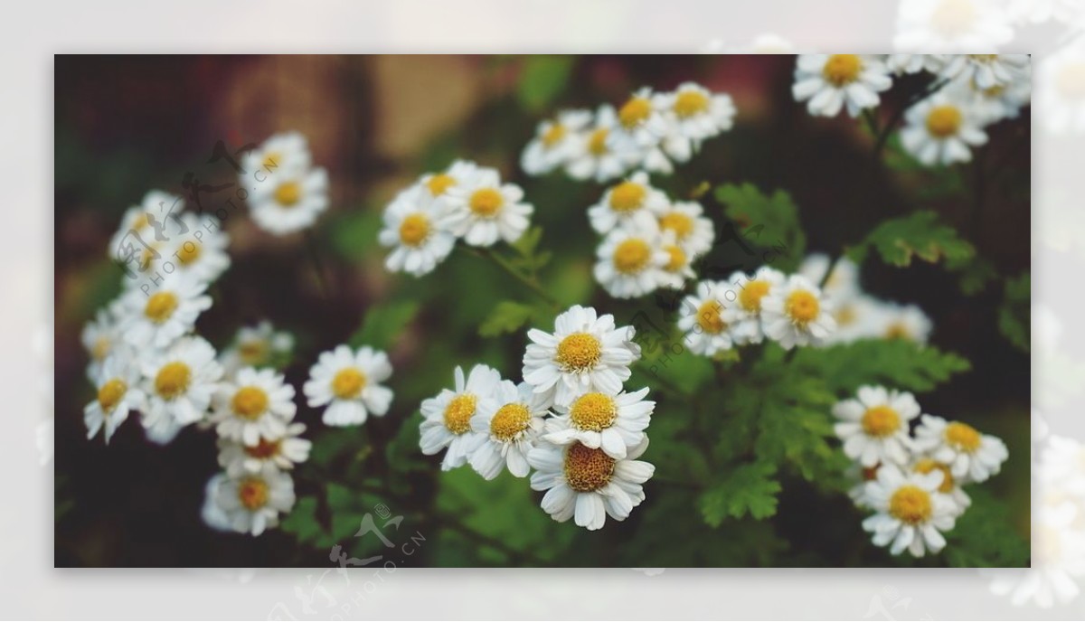 白色的小雏菊图片