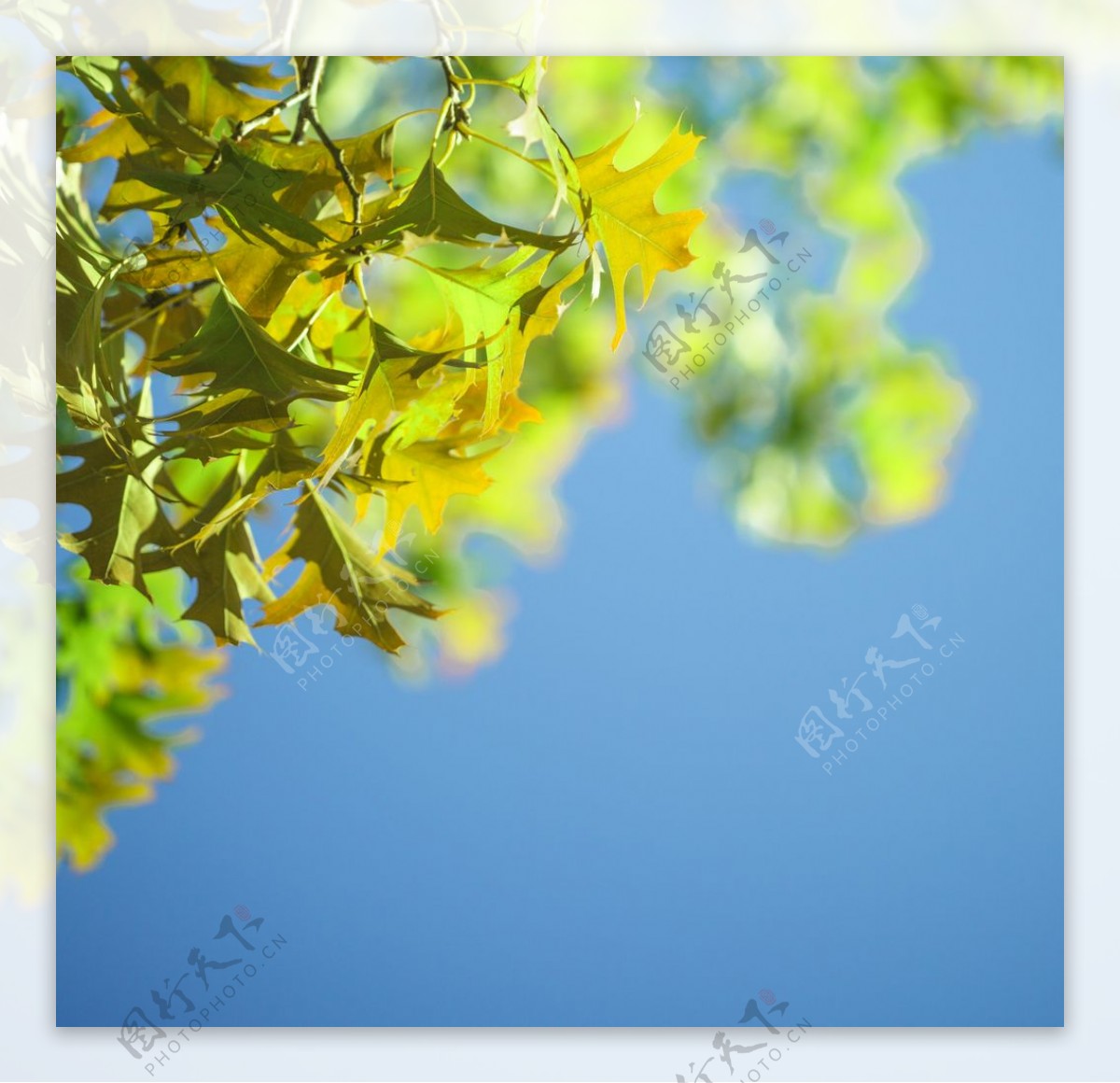 蓝天背景上的枫叶图片