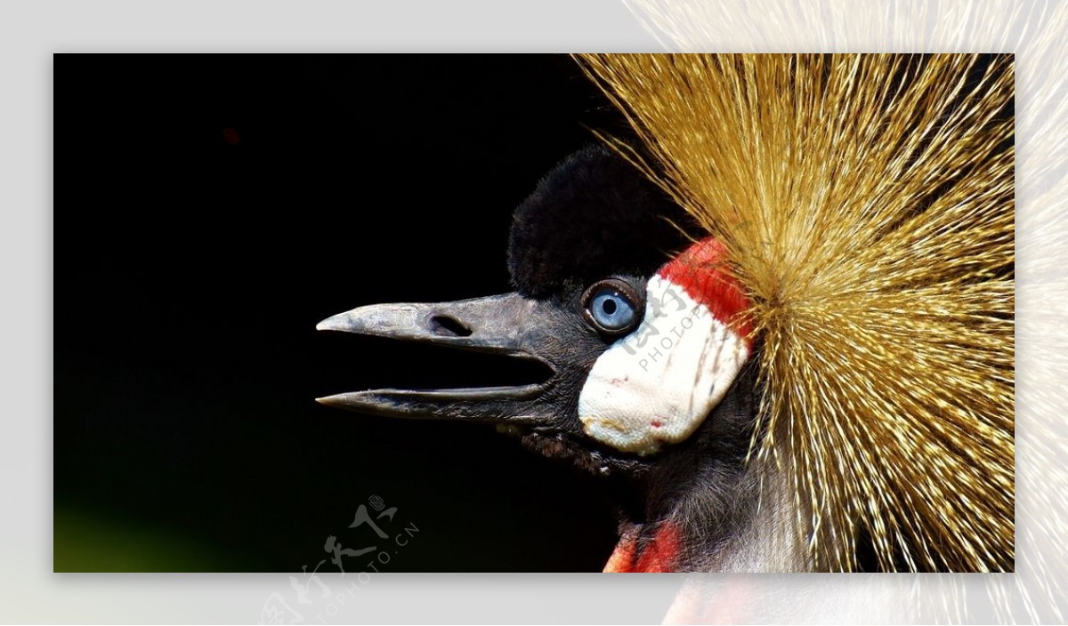 灰冠鹤图片