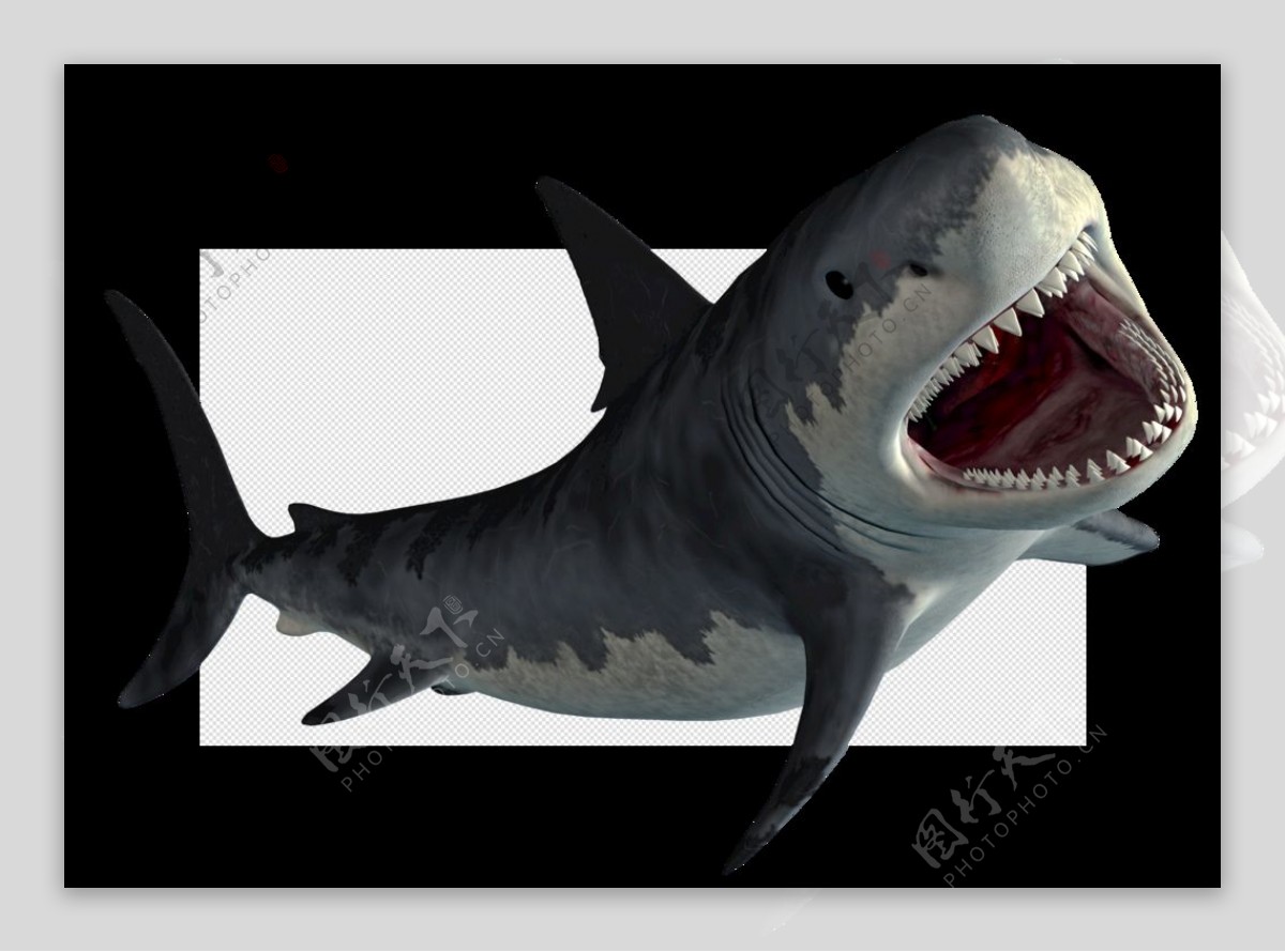 鲨鱼鲨图片