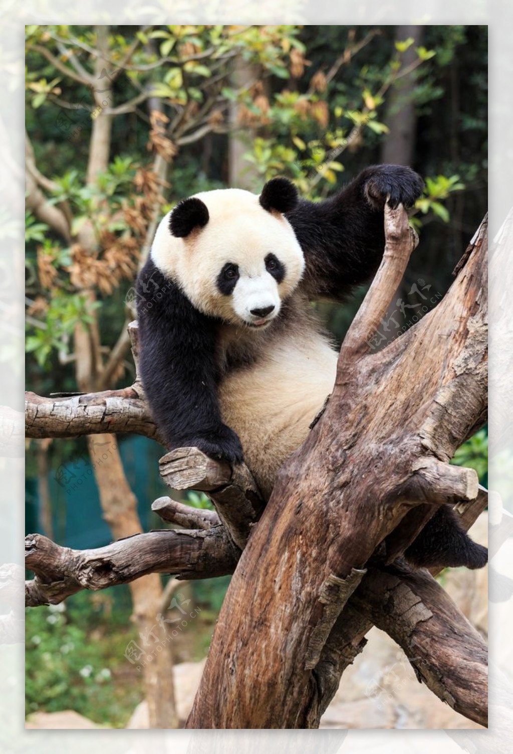 大熊猫摄影图片