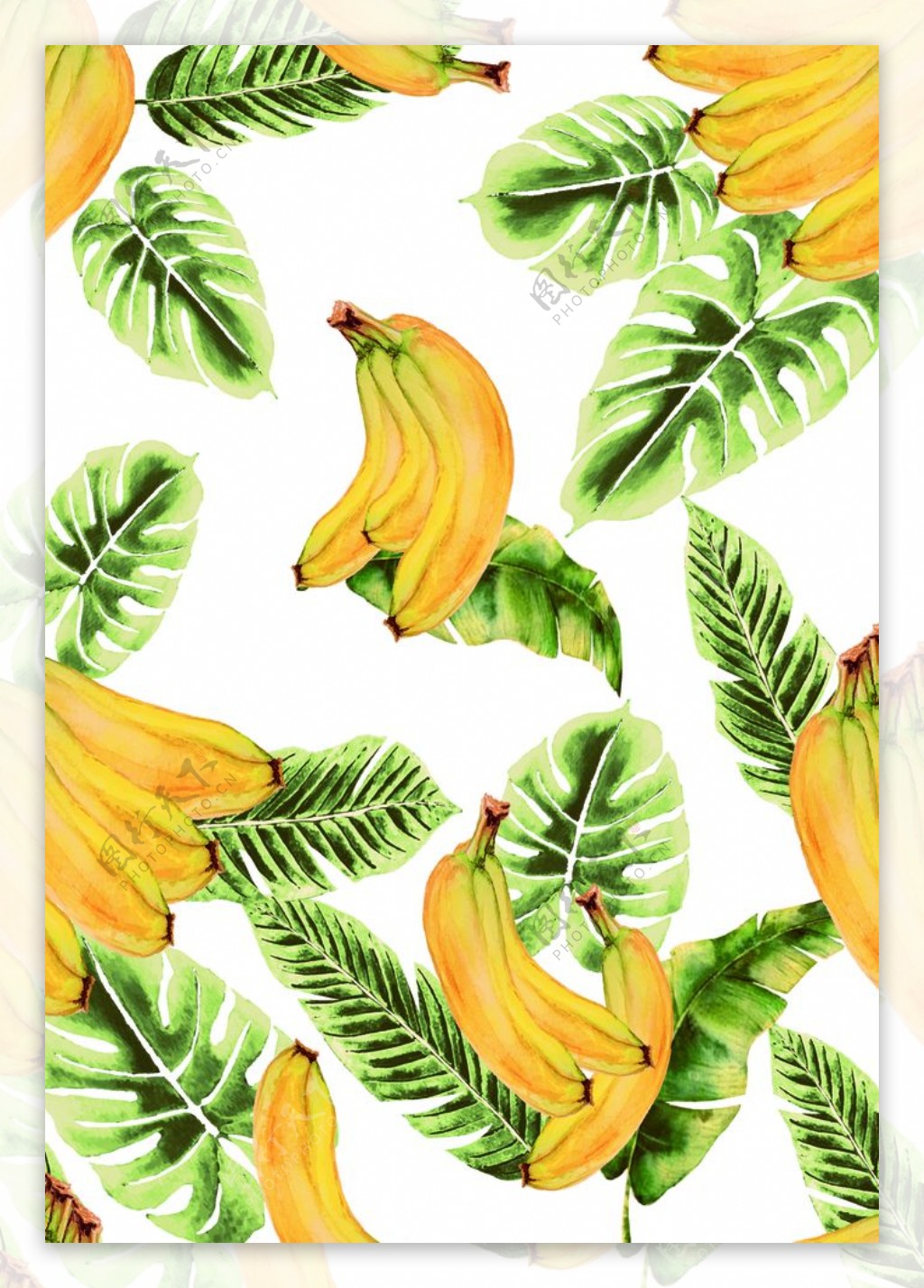 香蕉芭蕉花图片