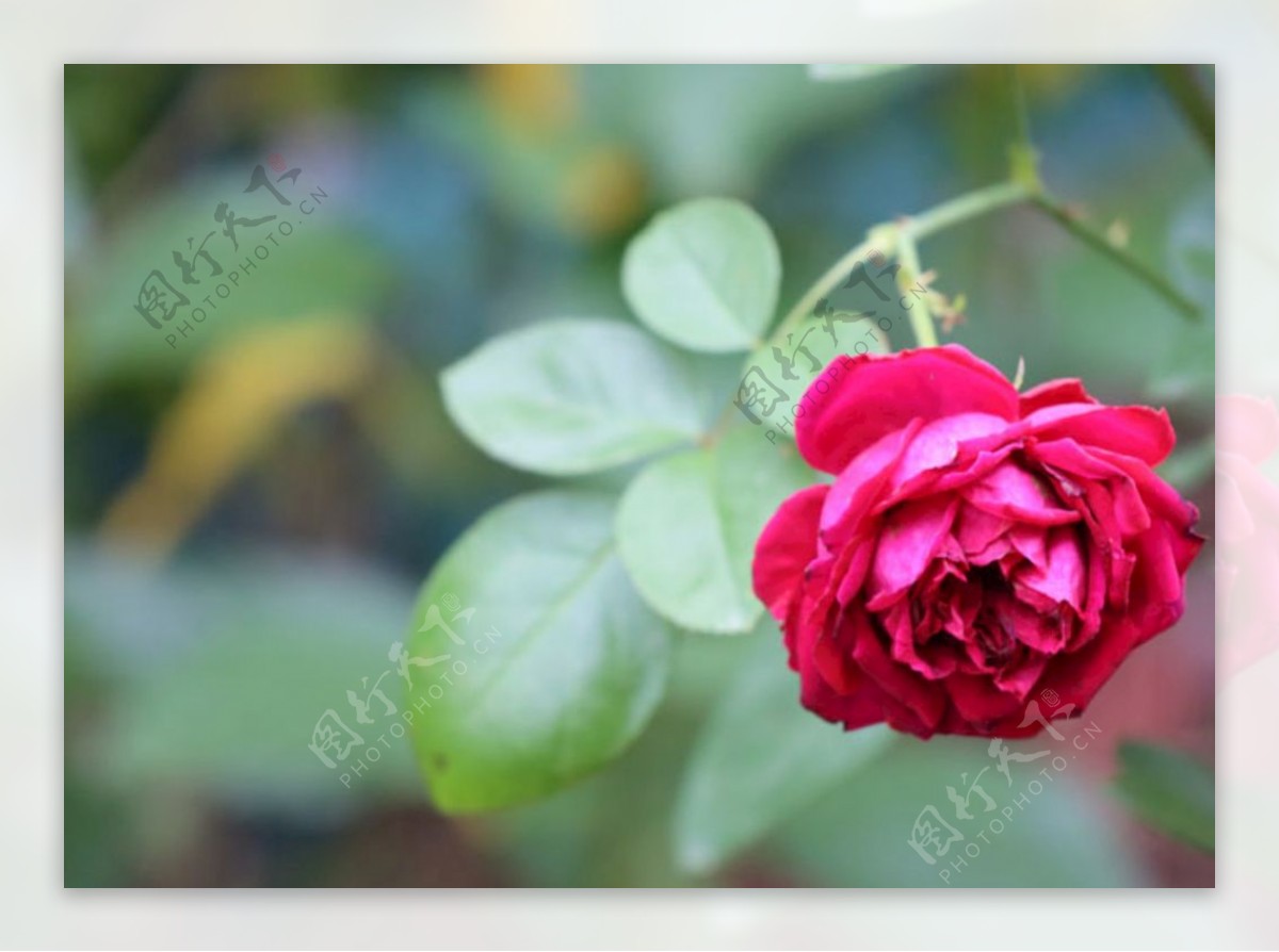 玫瑰花月季玫红色自然图片