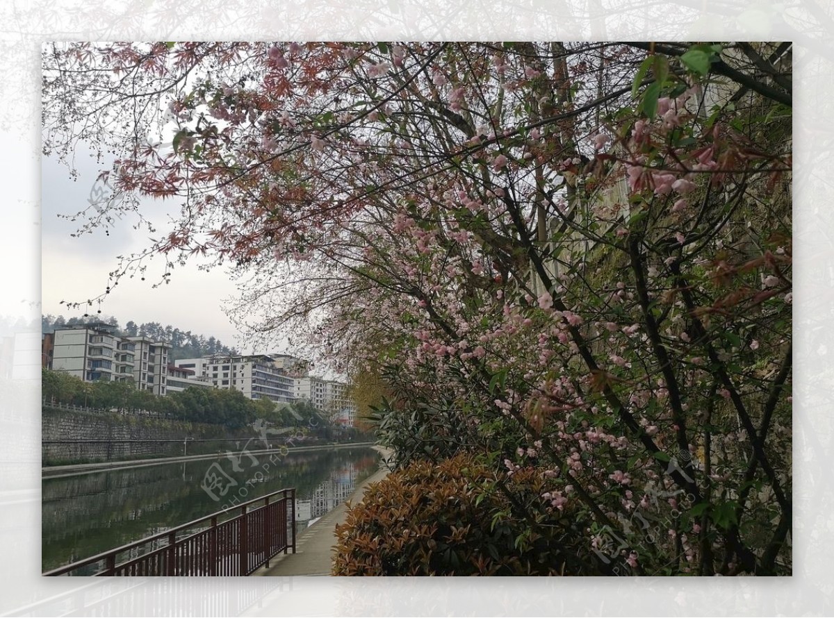 湘江河边的桃花图片