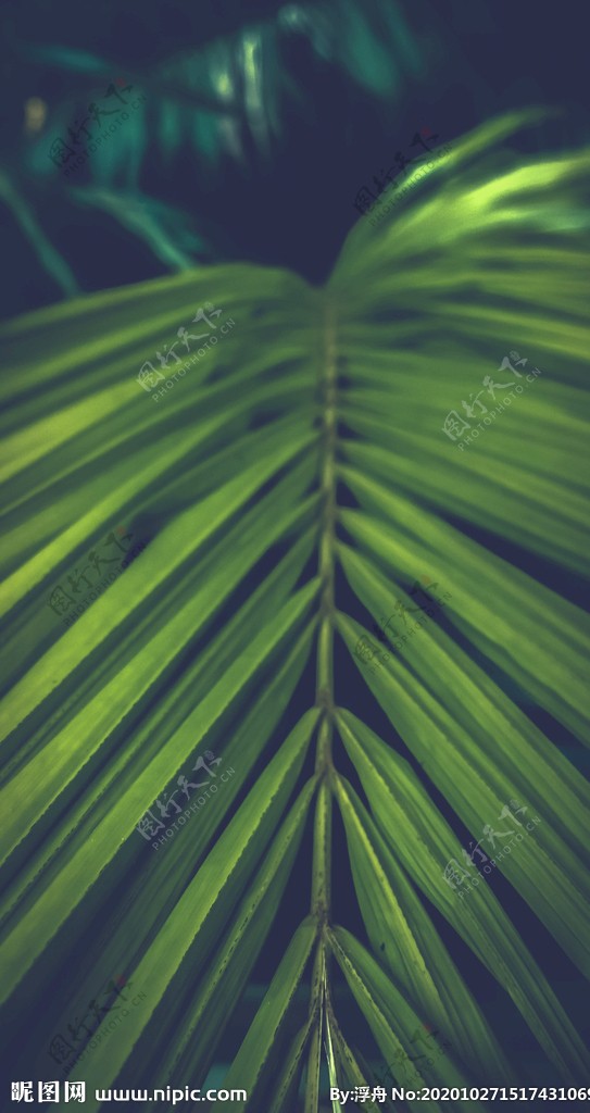 散尾葵的叶子图片