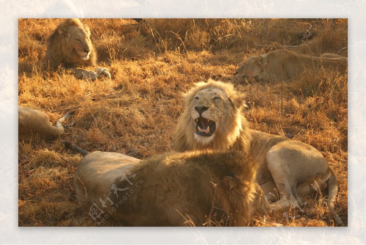 草地上的狮群图片