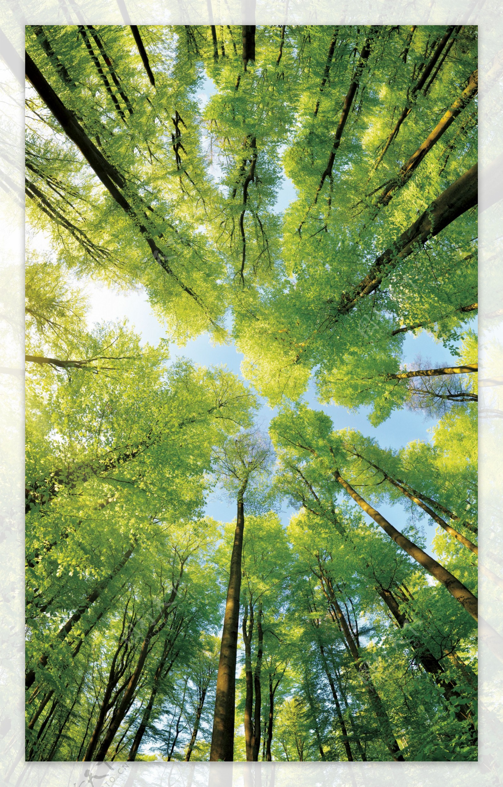 阳光照射的绿色树林高清壁纸图图片