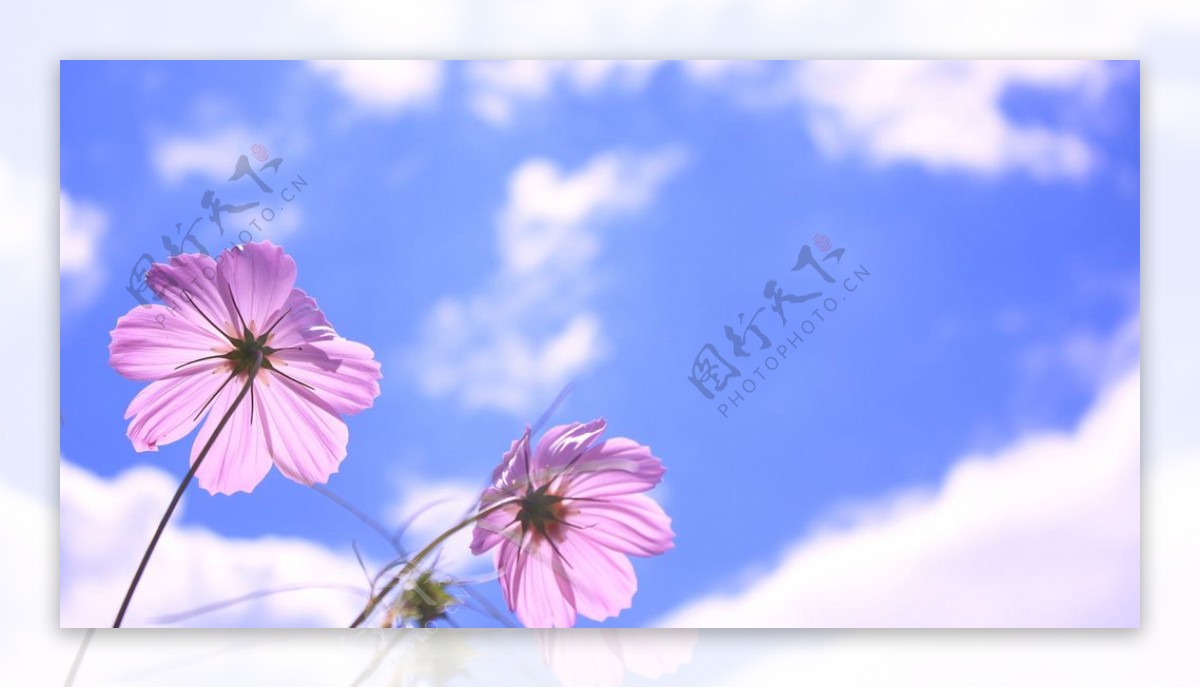 天空与花朵图片