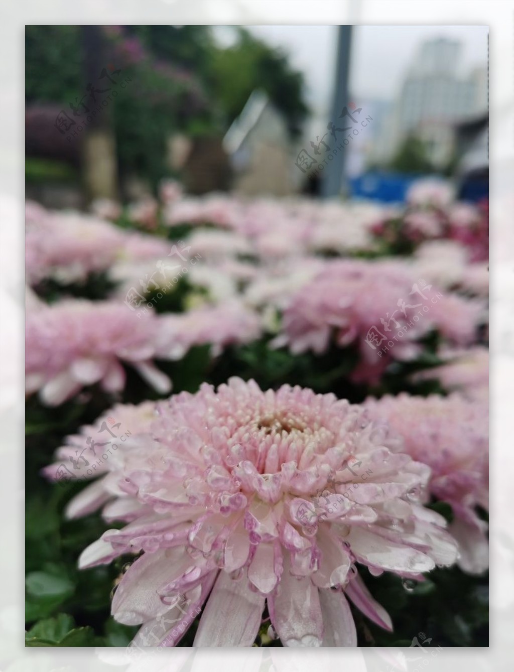 雨中粉菊花图片