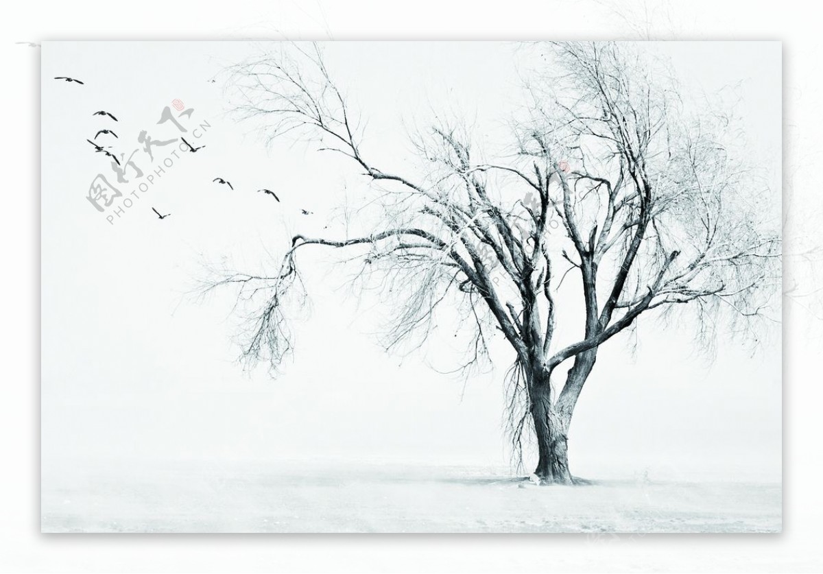 冬天雪地里的独树大雁南飞图图片