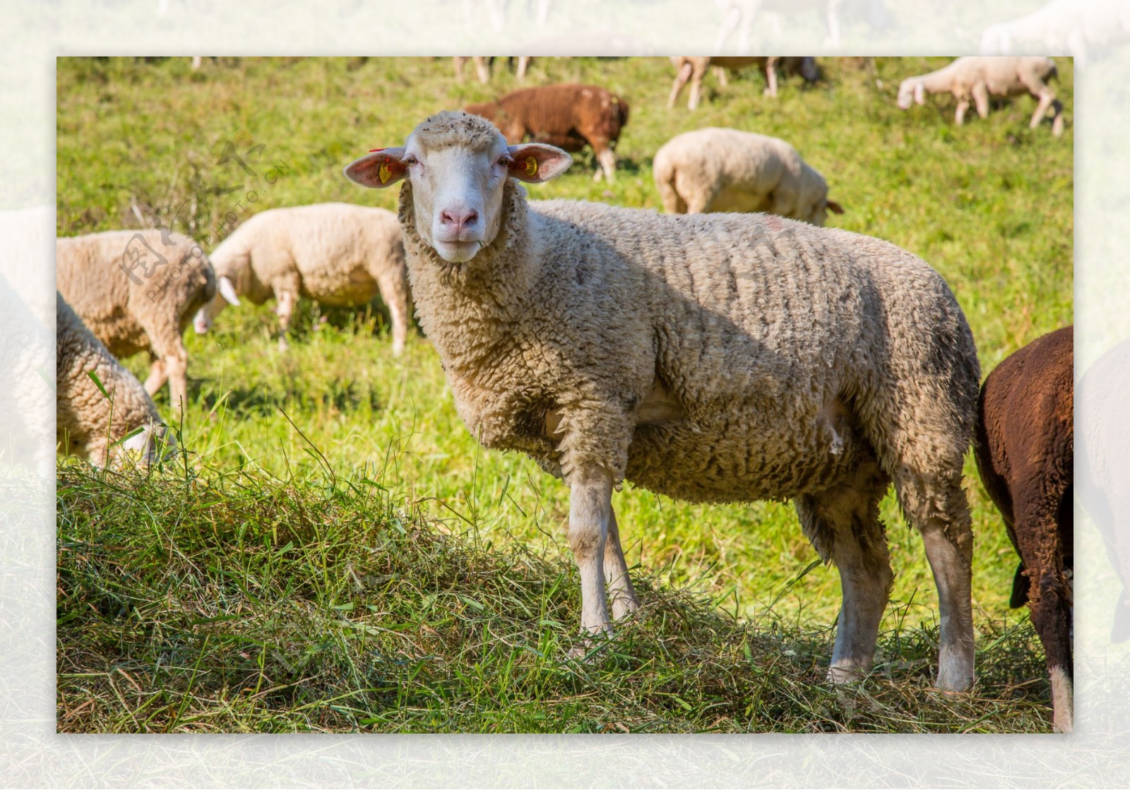 羊群背景图片-羊群背景素材下载-觅知网