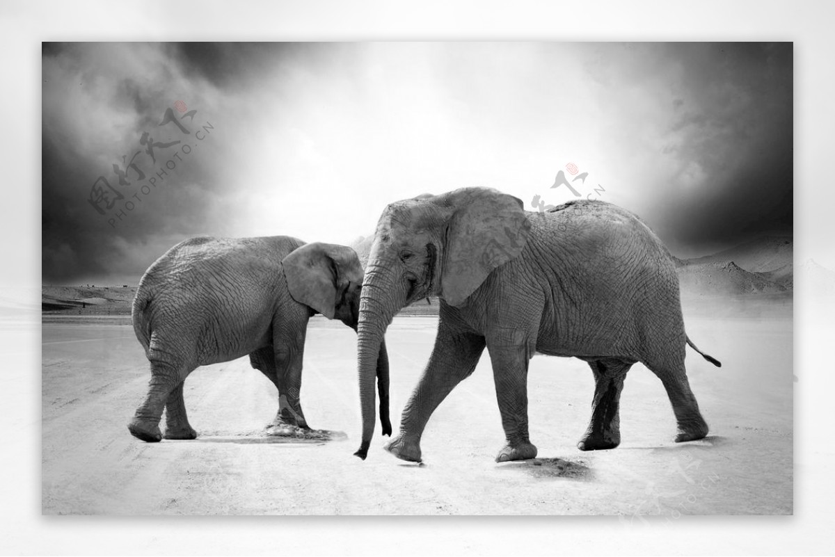 大象两头大象图片