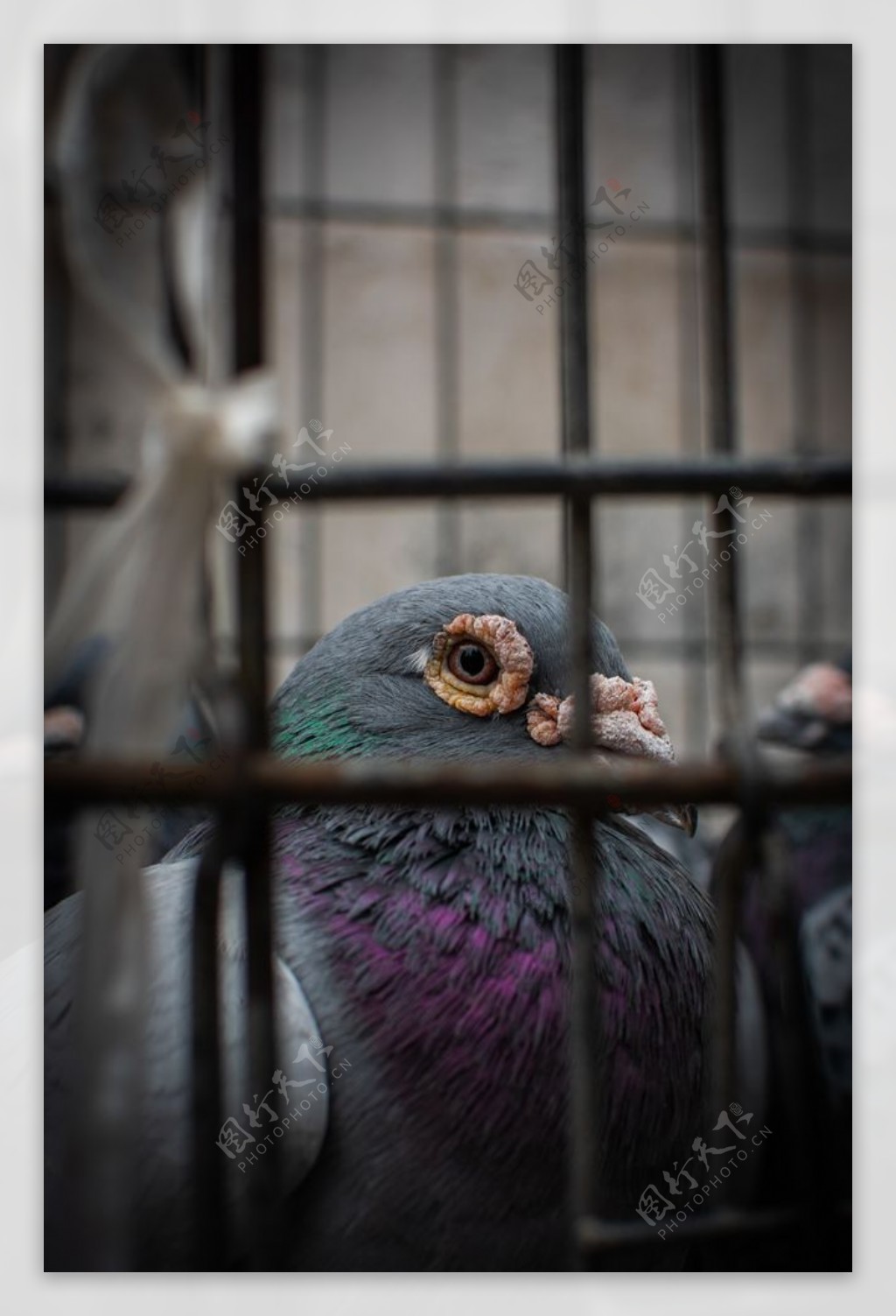笼子里的鸽子图片