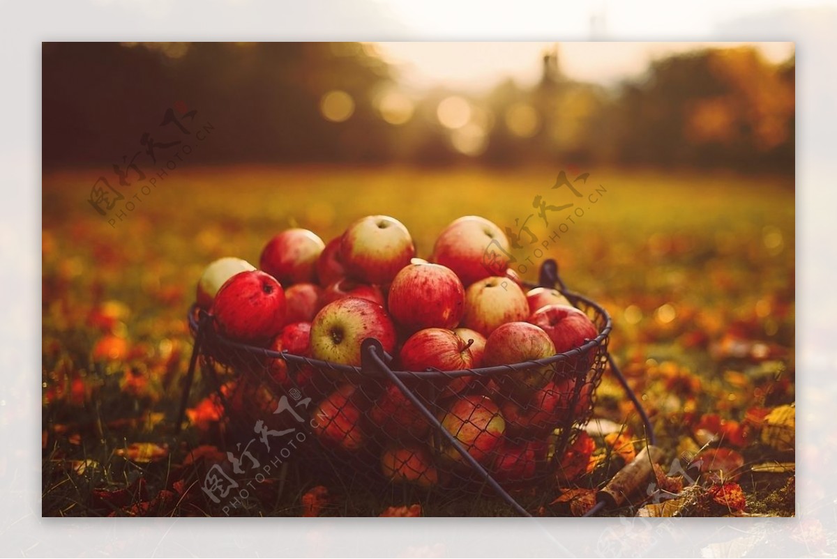 红色苹果草地阳光风景图片