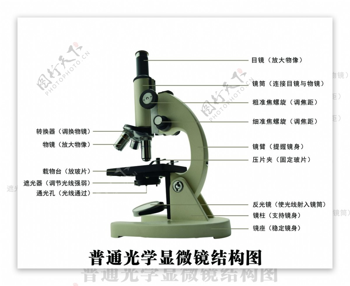 显微镜结构图图片