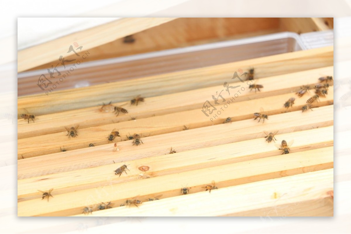 蜂箱蜜蜂图片