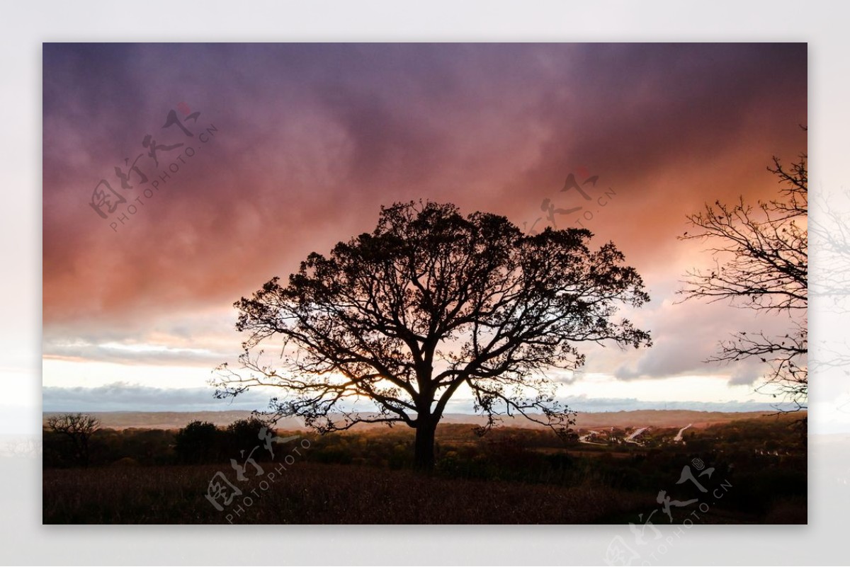 日落野外树木剪影图片