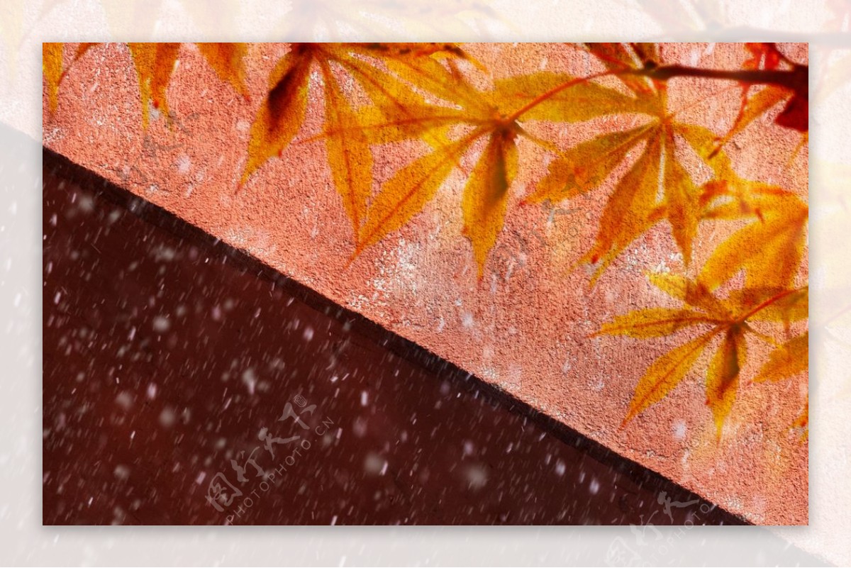 雪中枫叶摄影图片