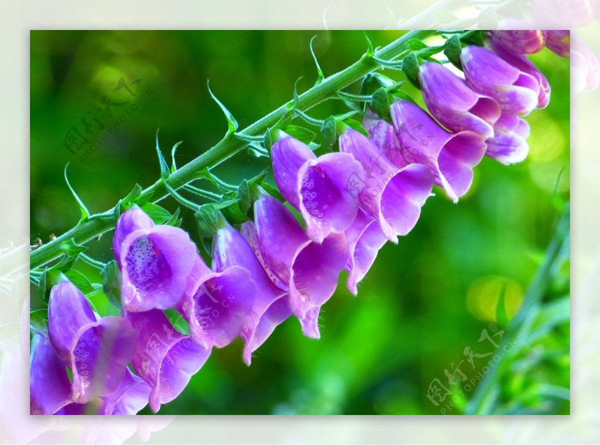 紫色的洋地黄花朵图片