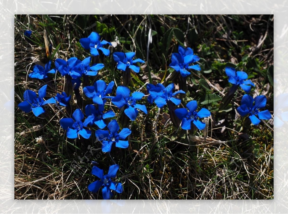 蓝色的龙胆花图片