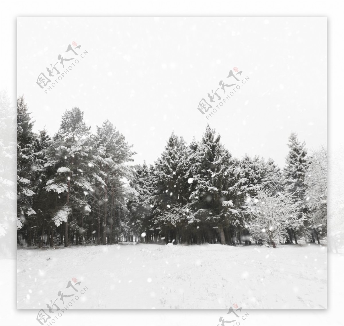 白色的冬天图片