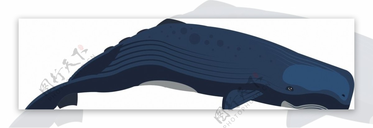 鲸鱼矢量图片