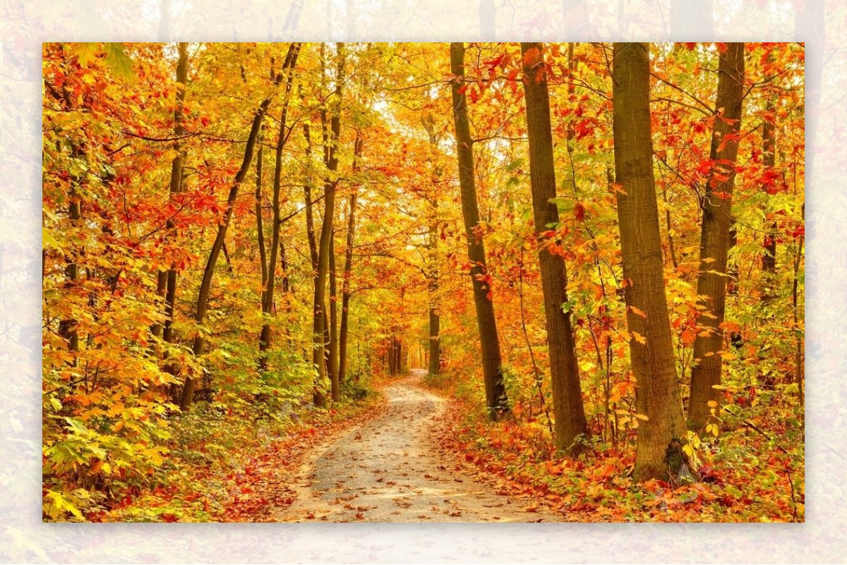 高清晰秋季森林红叶路壁纸