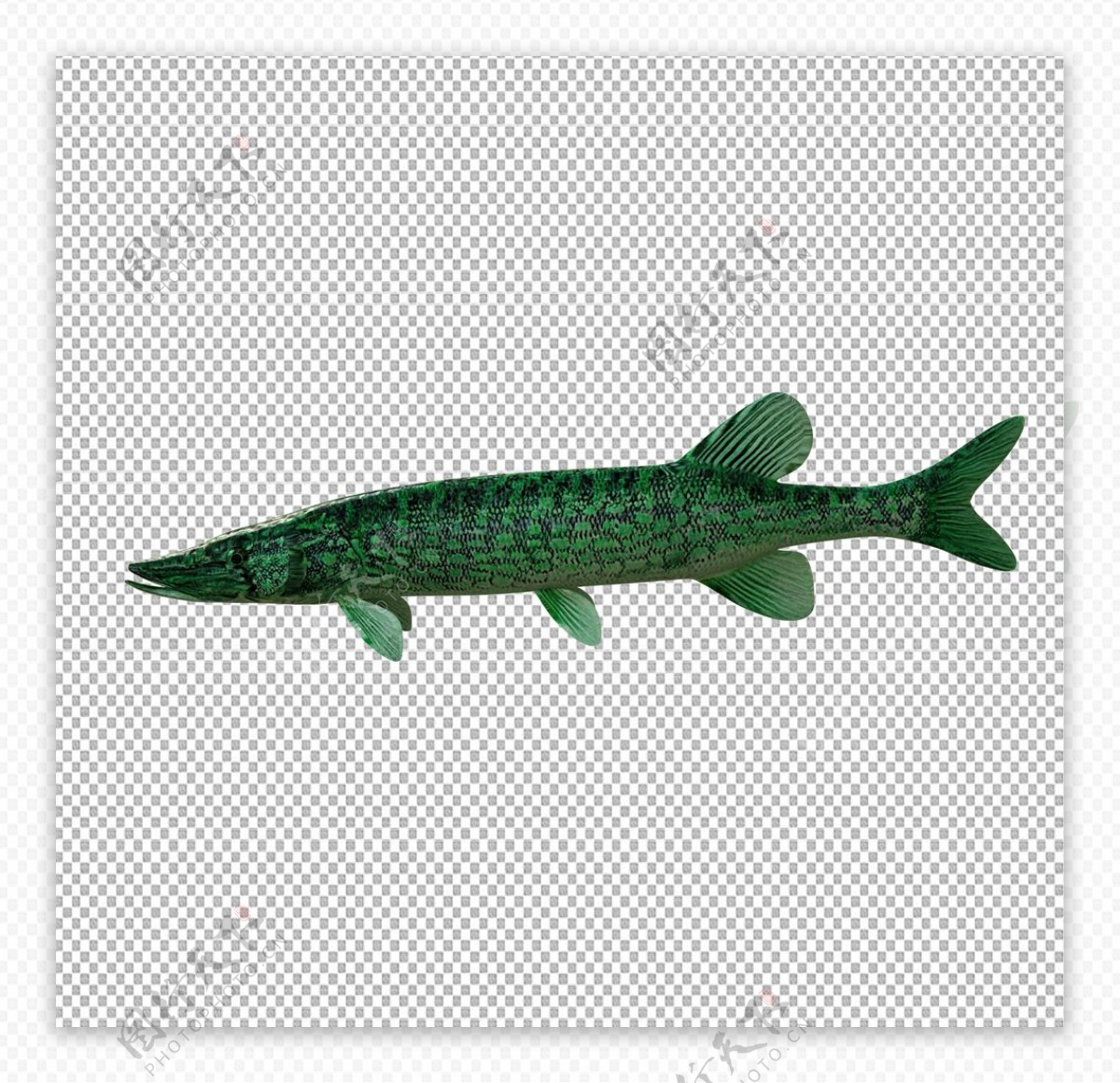 青斑梭子鱼图片