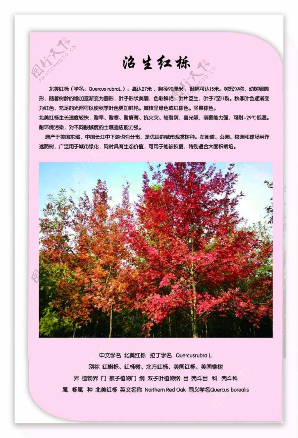 红栎图片