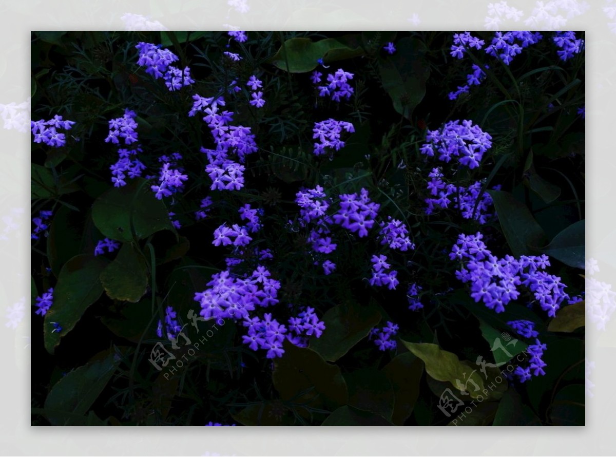 小紫花图片
