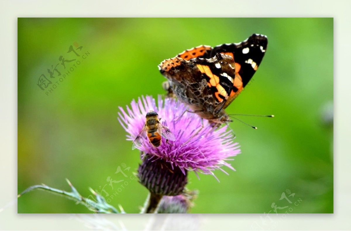 美丽蝴蝶和蜜蜂图片