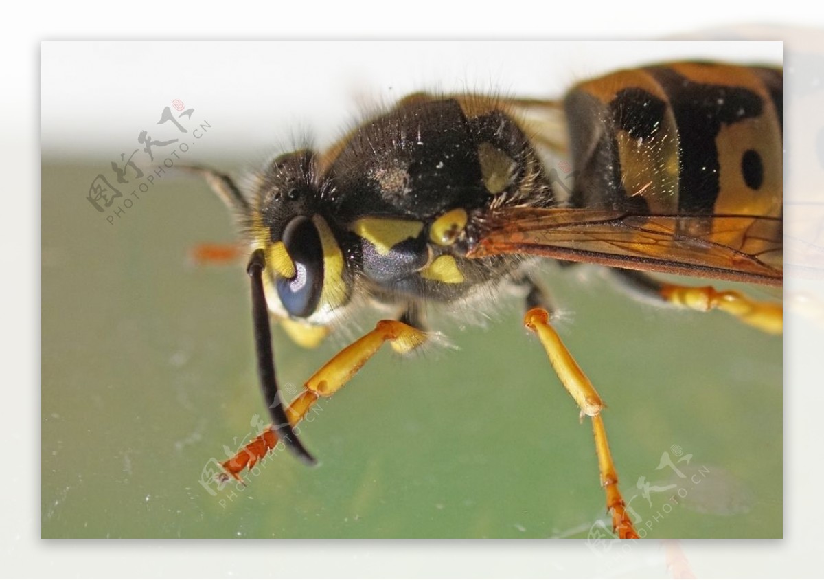 大黄蜂 黄蜂 昆虫 - Pixabay上的免费照片 - Pixabay