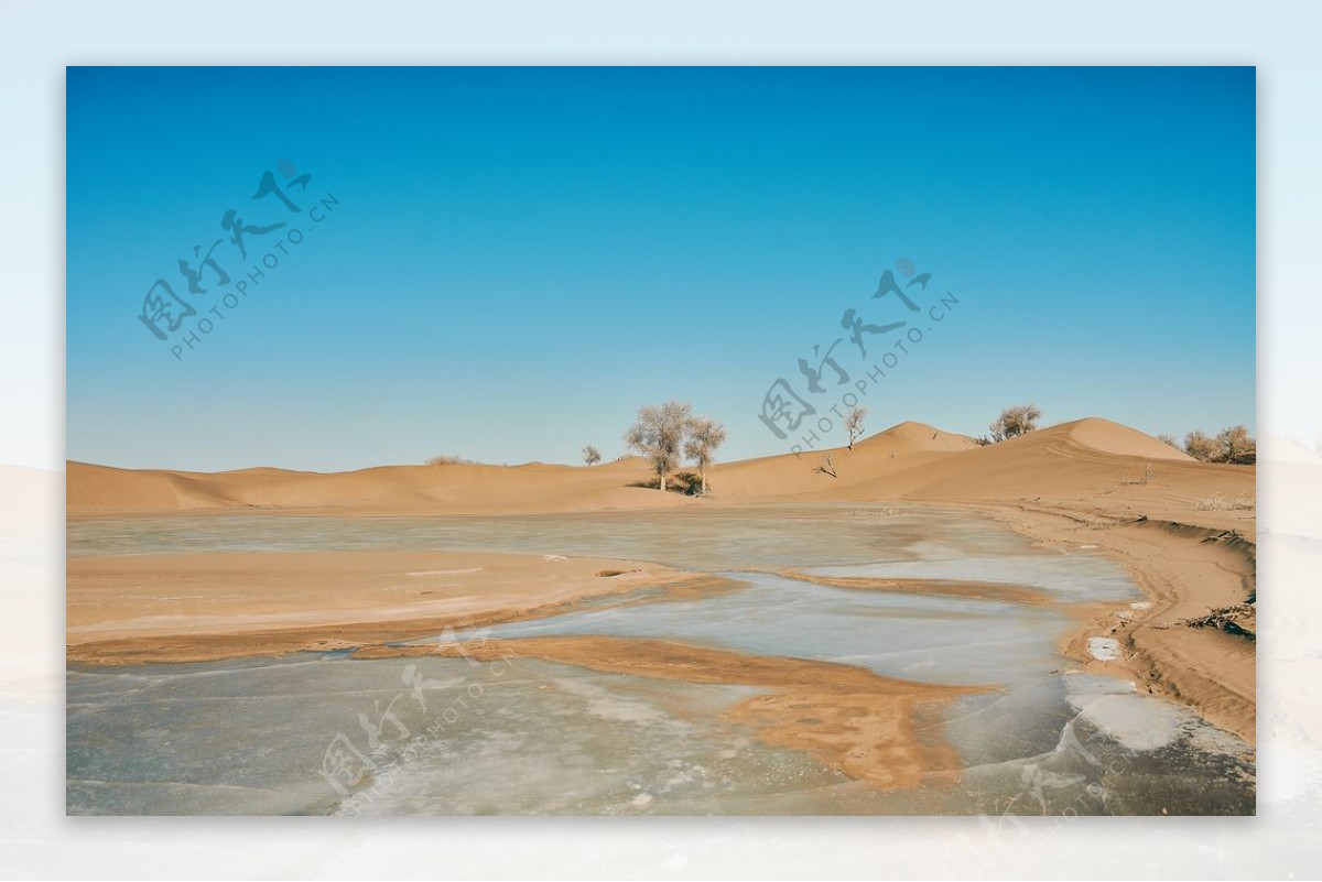 沙漠湖水胡杨图片